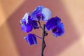 Phalaenopsis /ÃÅblue / Blume 1825, known as moth orchids, abbreviated Phal in the horticultural trade,[2] an orchid Royalty Free Stock Photo